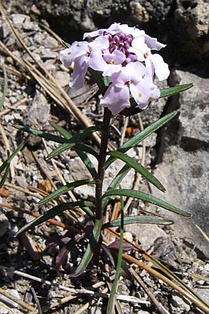 Iberis epirota ? \ Epirus-Schleifenblume / Epirus Candytuft, GR Aoos - Schlucht / Gorge 16.5.2008