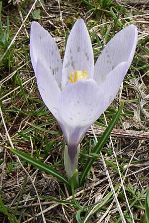 Crocus veluchensis \ Veluchenser Krokus, GR Timfi 17.5.2008