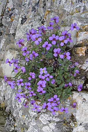 Aubrieta deltoidea \ Blaukissen / Purple Rock Cress, GR Zagoria, Monodendri 19.5.2008