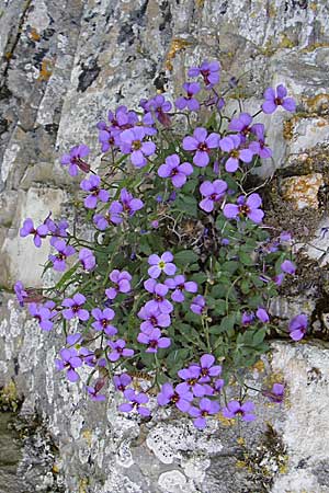 Aubrieta deltoidea \ Blaukissen, GR Zagoria, Monodendri 19.5.2008