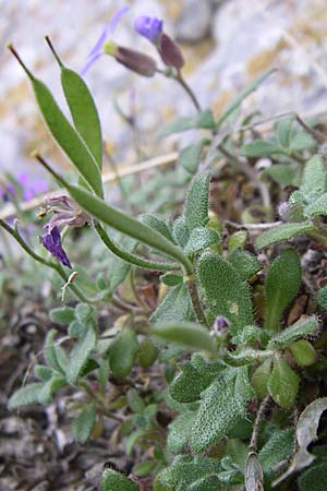 Aubrieta deltoidea \ Blaukissen / Purple Rock Cress, GR Zagoria, Monodendri 19.5.2008