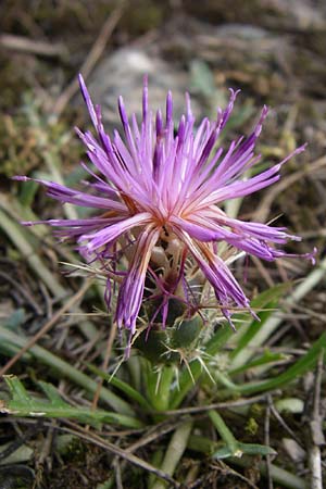 Centaurea raphanina subsp. mixta \ Rettichartige Flockenblume / Knapweed, GR Hymettos 21.5.2008