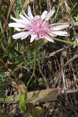 Crepis rubra / Pink Hawk's-Beard, GR Peloponnes, Kalogria 27.3.2013