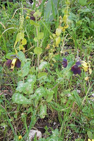 Cerinthe retorta \ Verdrehte Wachsblume / Twisted Honeywort, Greek Cerinthe, GR Peloponnes, Figalia 29.3.2013