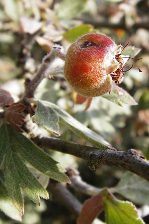 Crataegus heldreichii \ Heldreichs Weidorn, GR Parnitha 1.9.2014