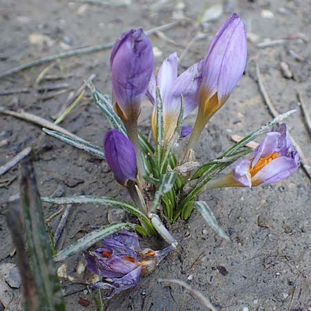 Crocus nivalis \ Griechischer Zwerg-Krokus / Snow Crocus, GR Parnitha 22.3.2019