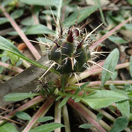 Centaurea raphanina subsp. mixta \ Rettichartige Flockenblume, GR Athen, Mount Egaleo 10.4.2019