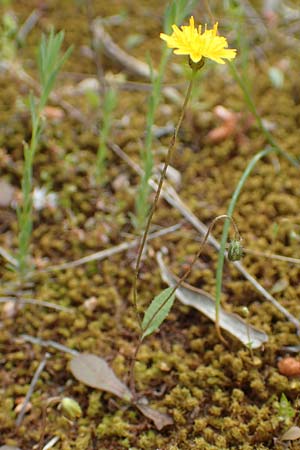 Achyrophorus valdesii \ tna-Ferkelkraut, Mittelmeer-Ferkelkraut, GR Athen, Mount Egaleo 10.4.2019