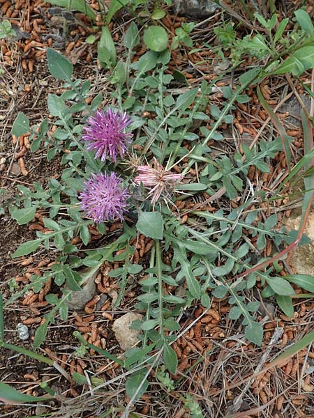 Centaurea raphanina subsp. mixta \ Rettichartige Flockenblume, GR Athen, Mount Egaleo 10.4.2019