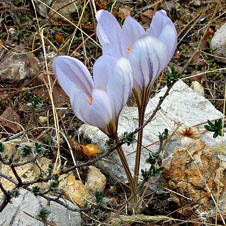 Crocus cancellatus subsp. mazziaricus \ Gitter-Herbst-Krokus / Mazziari's Autumn Crocus, GR Gerania - Gebirge/Mountains 29.11.2011 (Photo: Gisela Nikolopoulou)