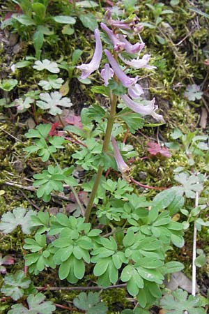 Corydalis solida \ Fester Lerchensporn, Gefingerter Lerchensporn, GR Parnitha 3.4.2013