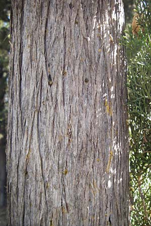 Cupressus sempervirens var. pyramidalis \ Sulen-Zypresse, Italienische Zypresse / Italian Cypress, GR Hymettos 26.8.2014