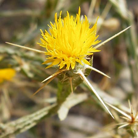 Centaurea solstitialis \ Sonnwend-Flockenblume, GR Euboea (Evia), Dimosari - Schlucht 29.8.2014