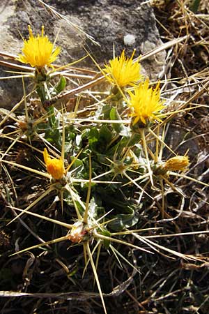 Centaurea solstitialis \ Sonnwend-Flockenblume / Yellow Star Thistle, GR Parnitha 1.9.2014