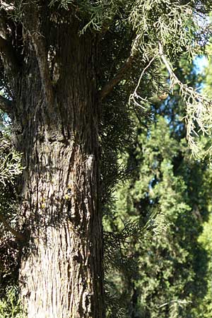 Cupressus sempervirens var. pyramidalis \ Sulen-Zypresse, Italienische Zypresse, GR Hymettos 26.8.2014