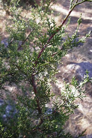 Cupressus sempervirens var. pyramidalis \ Sulen-Zypresse, Italienische Zypresse, GR Hymettos 26.8.2014