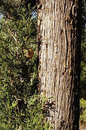 Cupressus sempervirens var. pyramidalis \ Sulen-Zypresse, Italienische Zypresse / Italian Cypress, GR Hymettos 26.8.2014