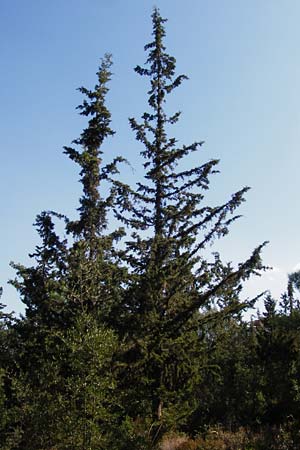 Cupressus sempervirens var. horizontalis \ Mittelmeer-Zypresse / Mediterranean Cypress, GR Hymettos 26.8.2014