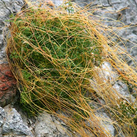 Cuscuta approximata \ Goldgelbe Seide, GR Akrokorinth 11.3.2014 (Photo: Gisela Nikolopoulou)