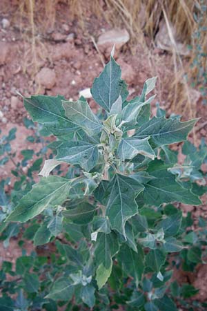 Chenopodium ficifolium \ Feigenblttriger Gnsefu / Fig-Leaved Goosefoot, GR Athen 4.9.2014