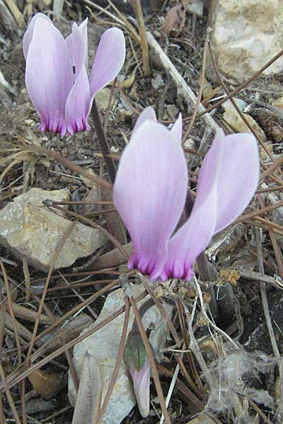 Cyclamen graecum \ Griechisches Alpenveilchen, GR Hymettos 31.8.2007