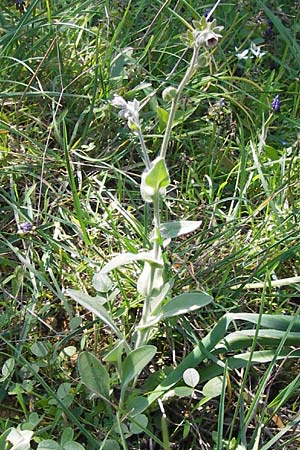 Cynoglossum columnae \ Colonna-Hundszunge / Colonna Hound's-Tongue, GR Peloponnes, Gramousa 1.4.2013