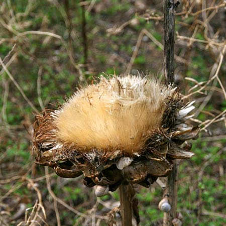 Cynara cardunculus var. scolymus \ Artischocke / Globe Artichoke, Cardoon, GR Korinth/Corinth 27.10.2011 (Photo: Gisela Nikolopoulou)