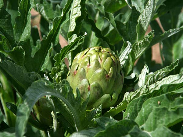 Cynara cardunculus var. scolymus \ Artischocke, GR Korinth 16.4.2012 (Photo: Gisela Nikolopoulou)