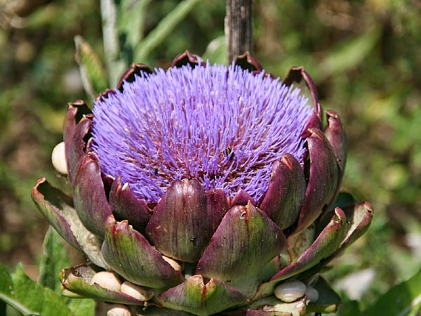 Cynara cardunculus var. scolymus \ Artischocke / Globe Artichoke, Cardoon, GR Korinth/Corinth 28.6.2011 (Photo: Gisela Nikolopoulou)