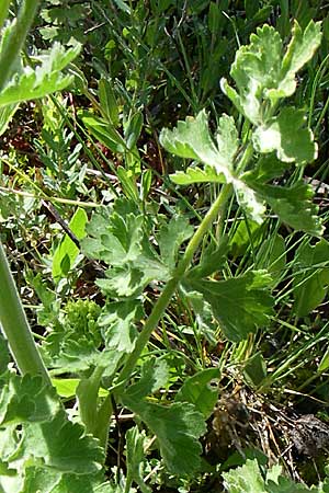 Pastinaca clausii \ Duftender Pastinak / Fragrant Parsnip, GR Zagoria, Vikos - Schlucht / Gorge 15.5.2008