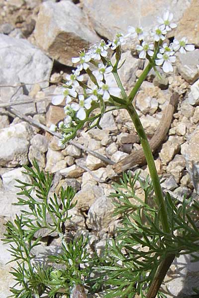 Scandix australis \ Sdlicher Venuskamm / Southern Shepherd's Needle, GR Timfi 17.5.2008