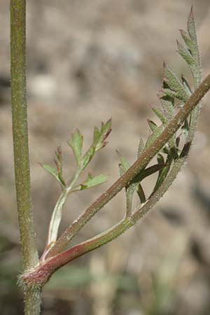 Daucus carota subsp. maximus \ Riesen-Mhre, GR Euboea (Evia), Kanatadika 25.8.2017