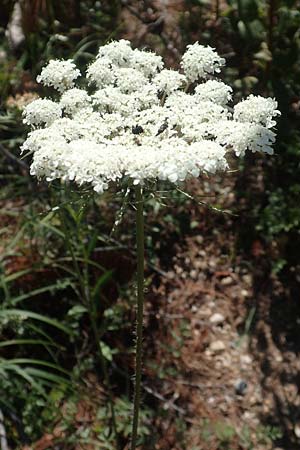 Daucus carota subsp. maximus \ Riesen-Mhre / Bird's Nest, GR Euboea (Evia), Agdines 27.8.2017