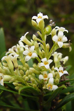 Daphne gnidium \ Herbst-Seidelbast / Autumn Daphne, GR Euboea (Evia), Agios Dimitrios 29.8.2014