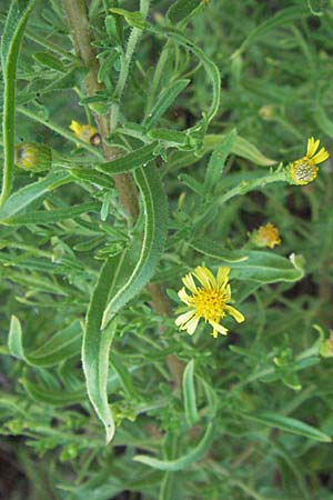 Dittrichia viscosa \ Klebriger Alant / Woody Fleabane, False Yellowhead, GR Parga 24.8.2007