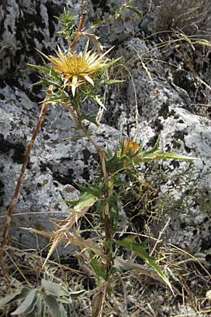 Carlina corymbosa subsp. graeca \ Griechische Eberwurz, GR Zagoria, Vikos - Schlucht 26.8.2007