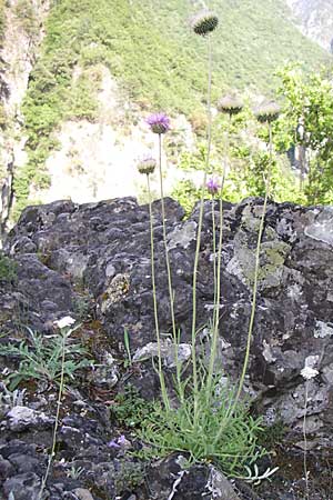 Jurinea mollis \ Weiche Silberscharte, Spinnweb-Bisamdistel / Soft Knapweed, Jurinea, GR Aoos - Schlucht / Gorge 16.5.2008