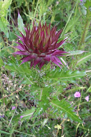 Carduus thoermeri / Nodding Thistle, GR Zagoria, Mikro Papingko 17.5.2008