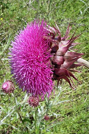 Carduus thoermeri / Nodding Thistle, GR Zagoria, Kipi 18.5.2008