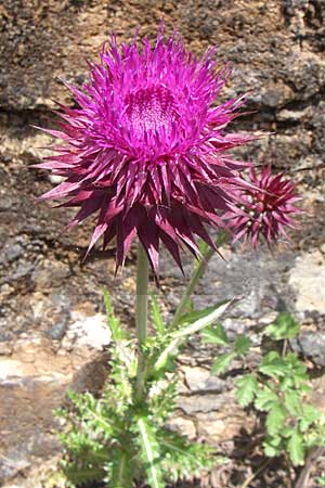 Carduus thoermeri / Nodding Thistle, GR Zagoria, Kipi 18.5.2008