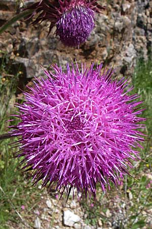 Carduus thoermeri / Nodding Thistle, GR Zagoria, Kipi 18.5.2008