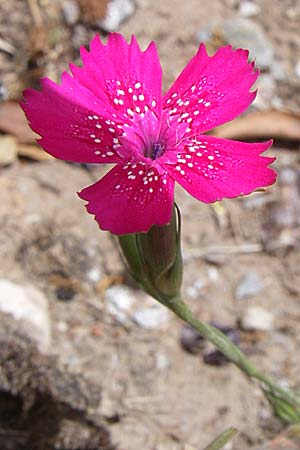 Dianthus diffusus \ Klebrige Nelke, GR Hymettos 20.5.2008