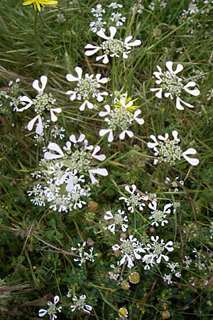 Tordylium apulum \ Apulische Zirmet / Mediterranean Hartwort, GR Dodoni 14.5.2008