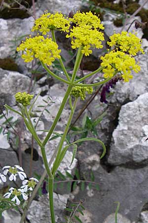 Leiotulus aureus \ Goldener Brenklau / Golden Hogweed, GR Dodoni 14.5.2008