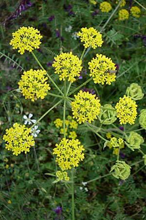 Leiotulus aureus / Golden Hogweed, GR Dodoni 14.5.2008