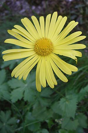 Doronicum columnae \ Herzblttrige Gmswurz / Heart-Leaved Leopard's-Bane, Eastern Leopard's-Bane, GR Zagoria, Monodendri 15.5.2008