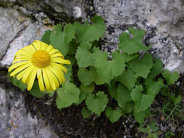 Doronicum columnae \ Herzblttrige Gmswurz / Heart-Leaved Leopard's-Bane, Eastern Leopard's-Bane, GR Zagoria, Monodendri 19.5.2008