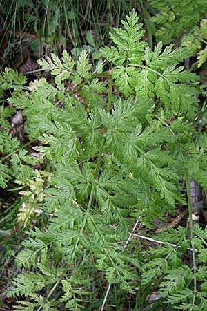 Chaerophyllum temulum \ Hecken-Klberkropf, Taumel-Klberkropf, GR Zagoria, Monodendri 19.5.2008