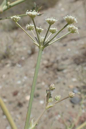 Seseli tortuosum \ Gedrehter Sesel / Massilian Hartwort, GR Euboea (Evia), Kanatadika 25.8.2017