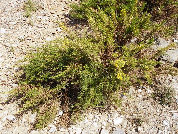 Dittrichia viscosa \ Klebriger Alant / Woody Fleabane, False Yellowhead, GR Euboea (Evia), Marmari 27.8.2014